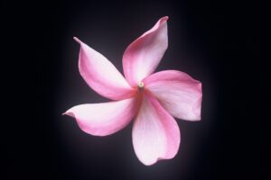 Dean Conklin plumeria photo