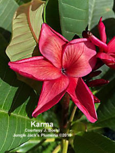 Karma plumeria flower - Jungle Jack source photo