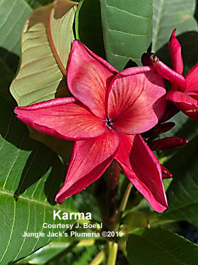 Karma plumeria flower - Jungle Jack source photo