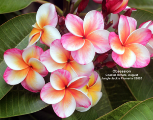 Obsession plumeria flower - Jungle Jack source photo