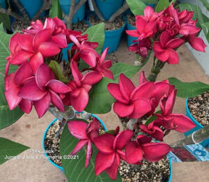 Pink Jack plumeria flower - Jungle Jack source photo