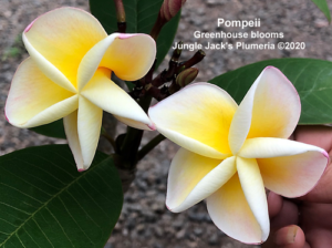 Pompeii plumeria flower - Jungle Jack source photo
