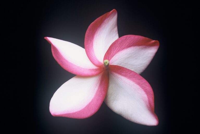 Unknown Moragne plumeria photo