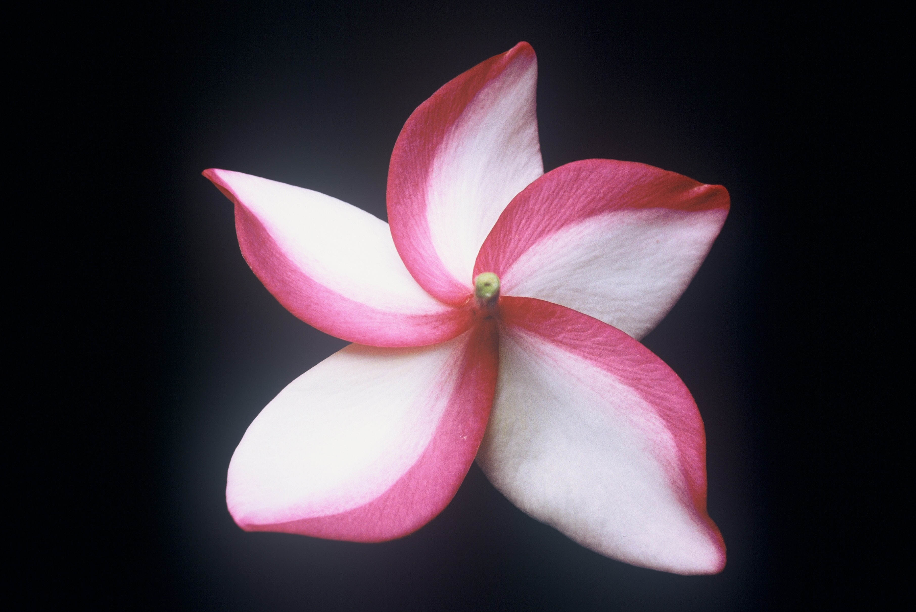 Unknown Moragne plumeria photo