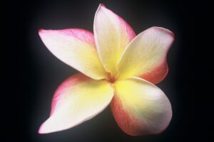 Unknown Moragne plumeria photo
