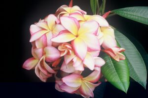 Unknown Moragne plumeria photo