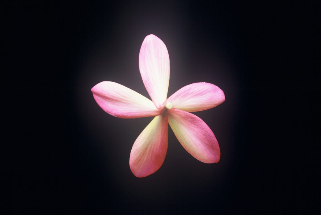 Kauka Wilder plumeria photo