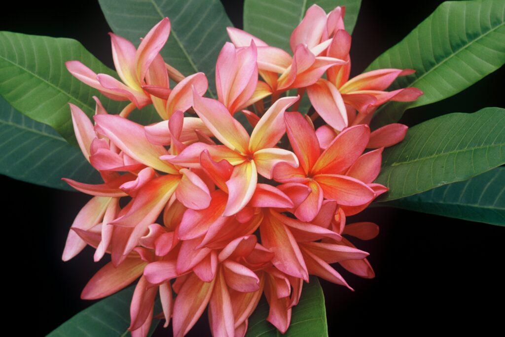 Kauka Wilder plumeria photo