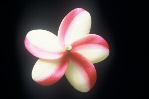 Lei Rainbow plumeria