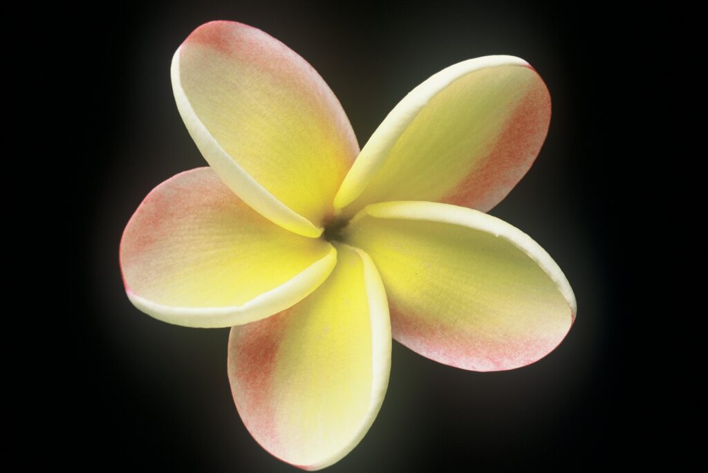 Lei Rainbow plumeria photo