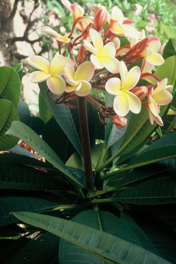 Lei Rainbow plumeria photo