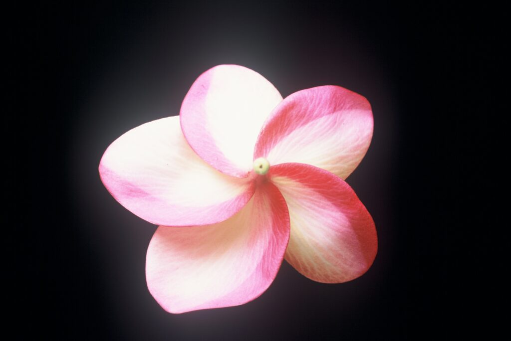 Sally Moragne plumeria photo