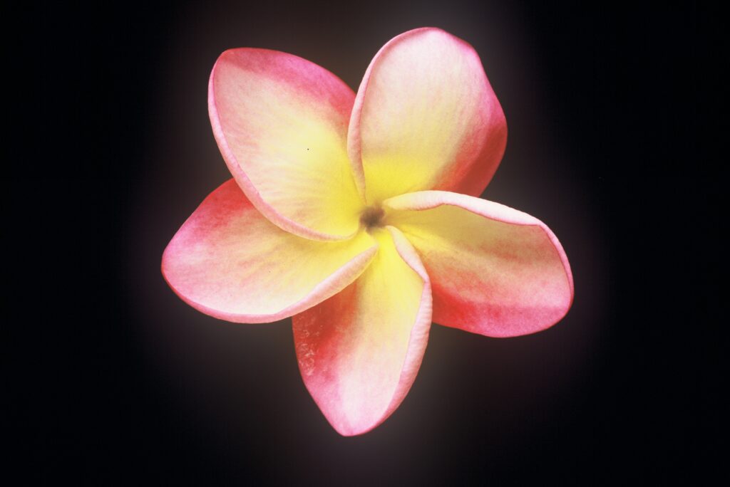 Sally Moragne plumeria photo