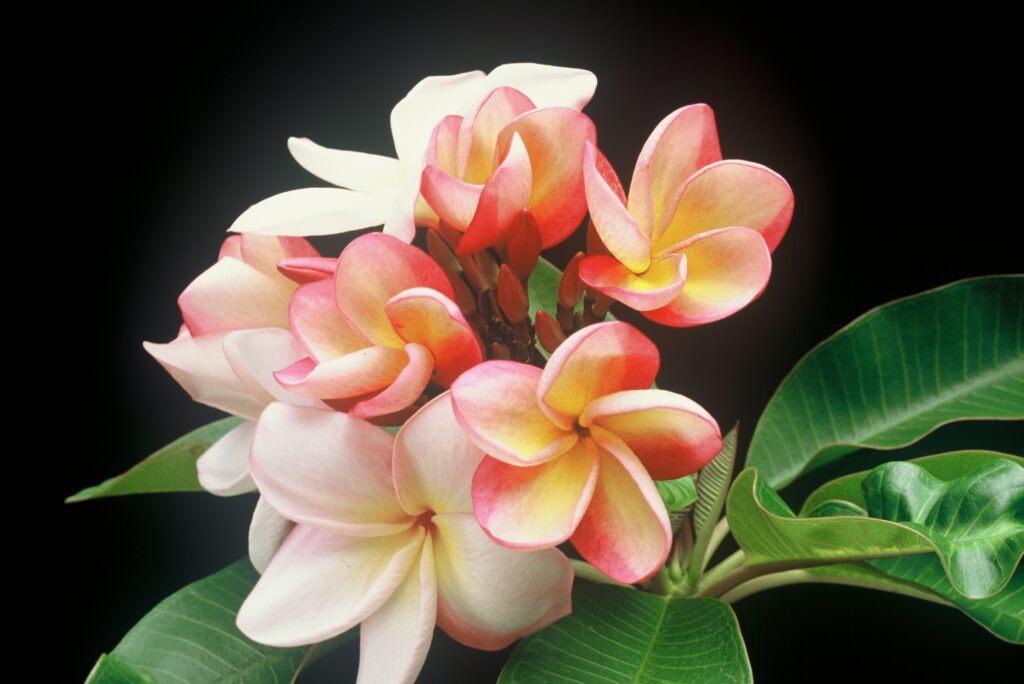 Sally Moragne plumeria photo