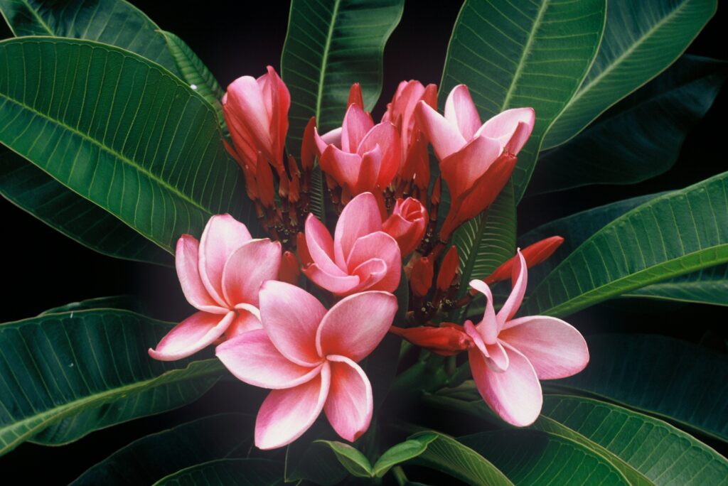 Jean Moragne plumeria photo