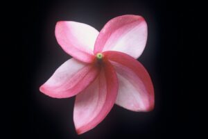 Jean Moragne plumeria photo