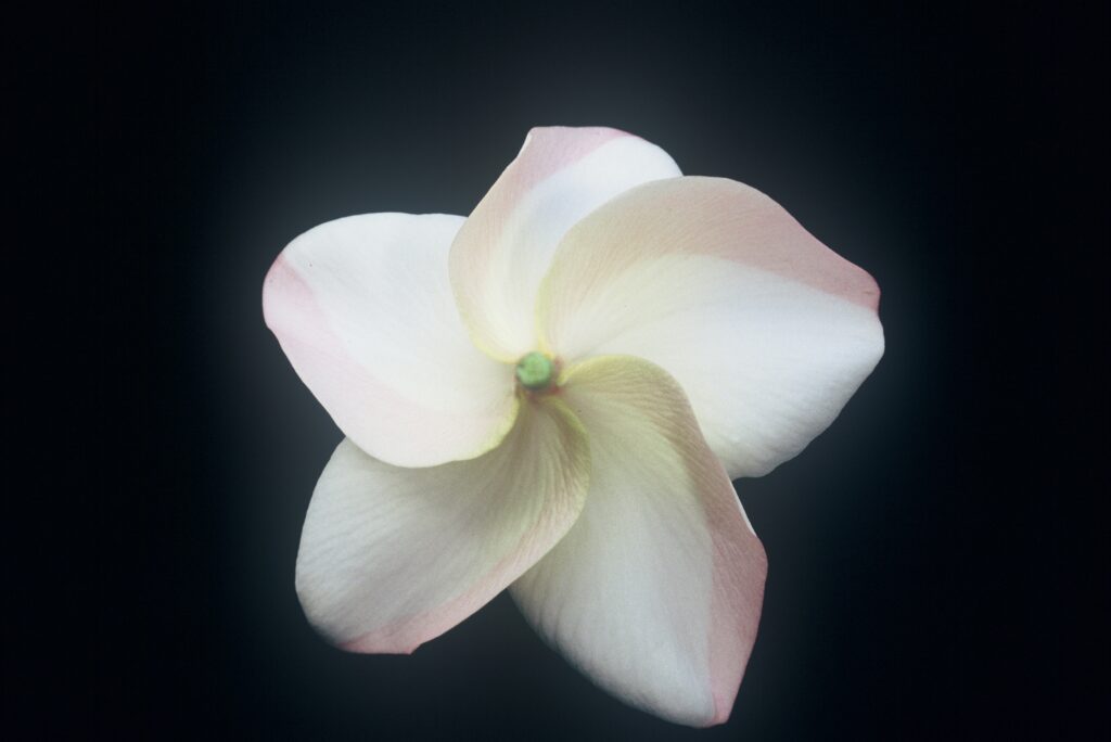 Cyndi Moragne plumeria photo