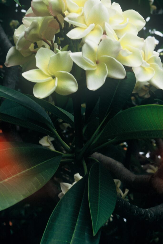 Cyndi Moragne plumeria photo