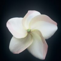 Cyndi Moragne photo preview