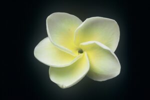 Cyndi Moragne plumeria photo
