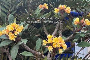 Karma plumeria flower - Jungle Jack source photo
