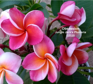 Obsession plumeria flower - Jungle Jack source photo