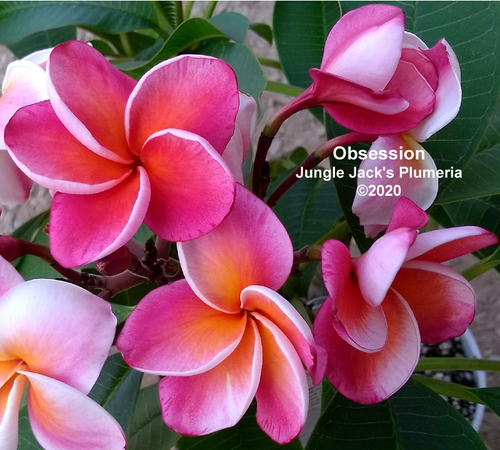 Obsession plumeria flower - Jungle Jack source photo