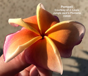 Pompeii plumeria flower - Jungle Jack source photo