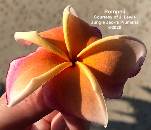 Pompeii plumeria flower - Jungle Jack source photo