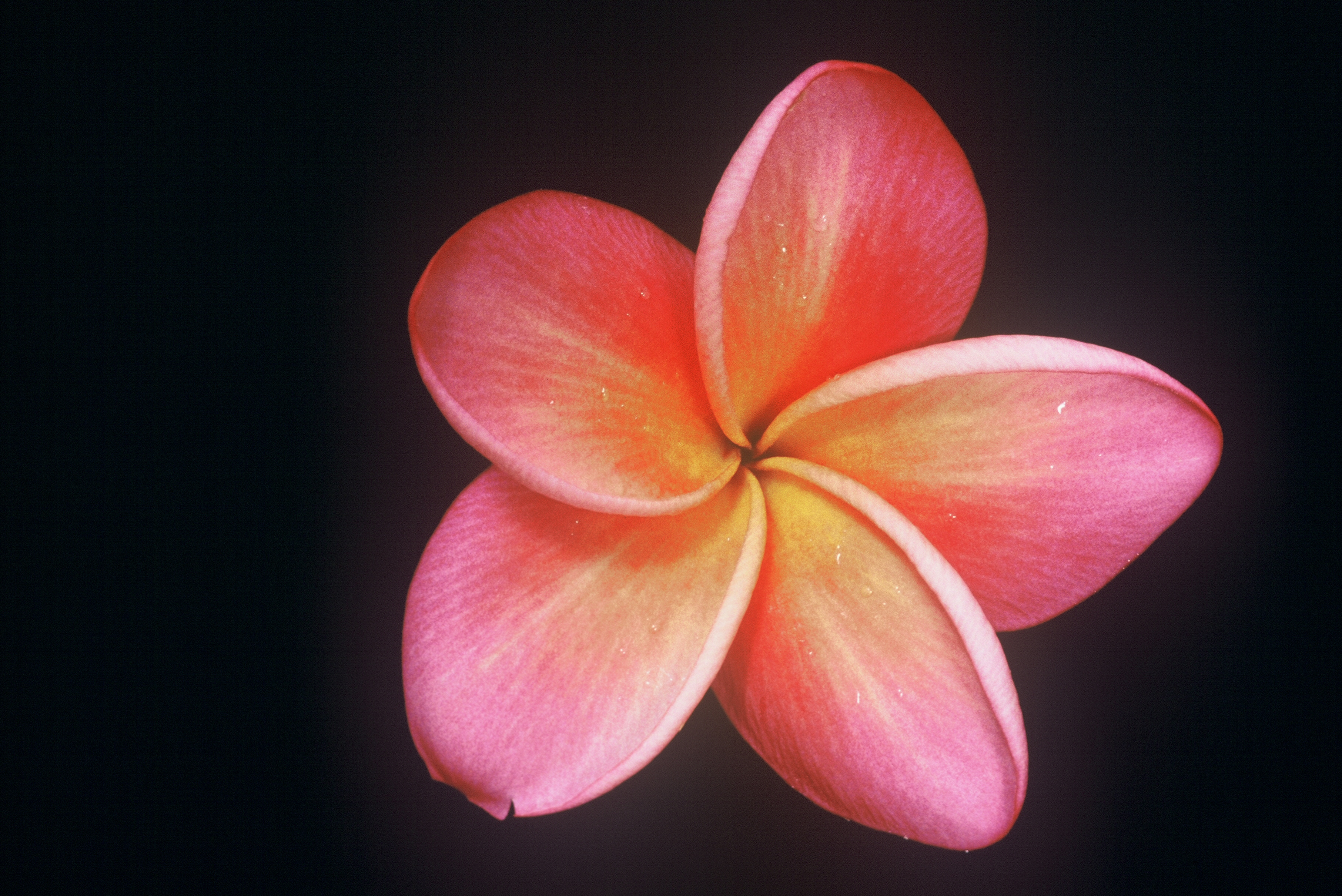Donald Angus #3 plumeria photo