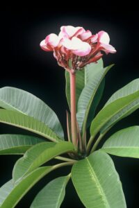 J.L. Pink Pansy plumeria