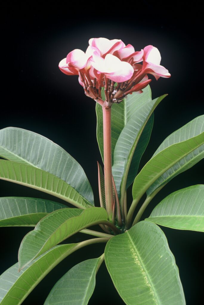 J.L. Pink Pansy plumeria photo