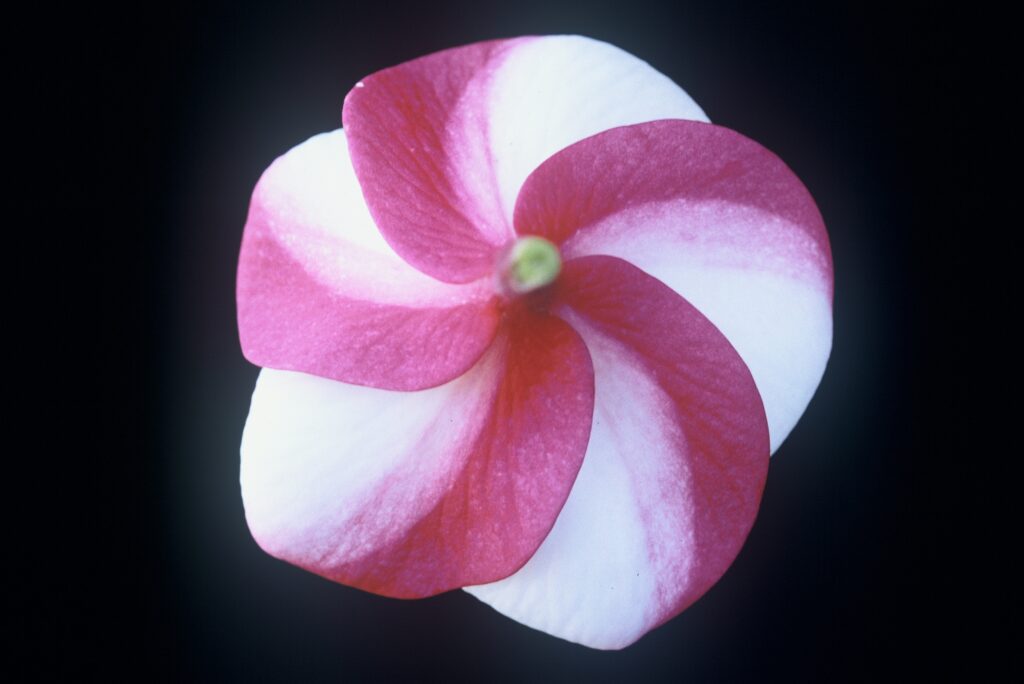 J.L. Pink Pansy plumeria photo