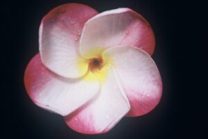 Pink Pansy plumeria photo