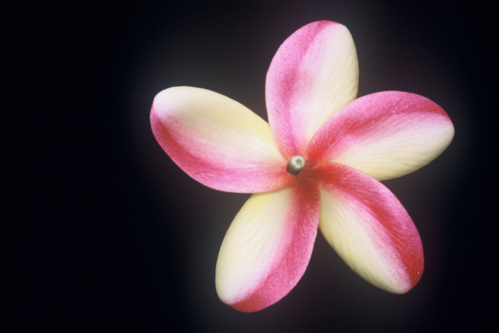 Unknown Rainbow plumeria photo