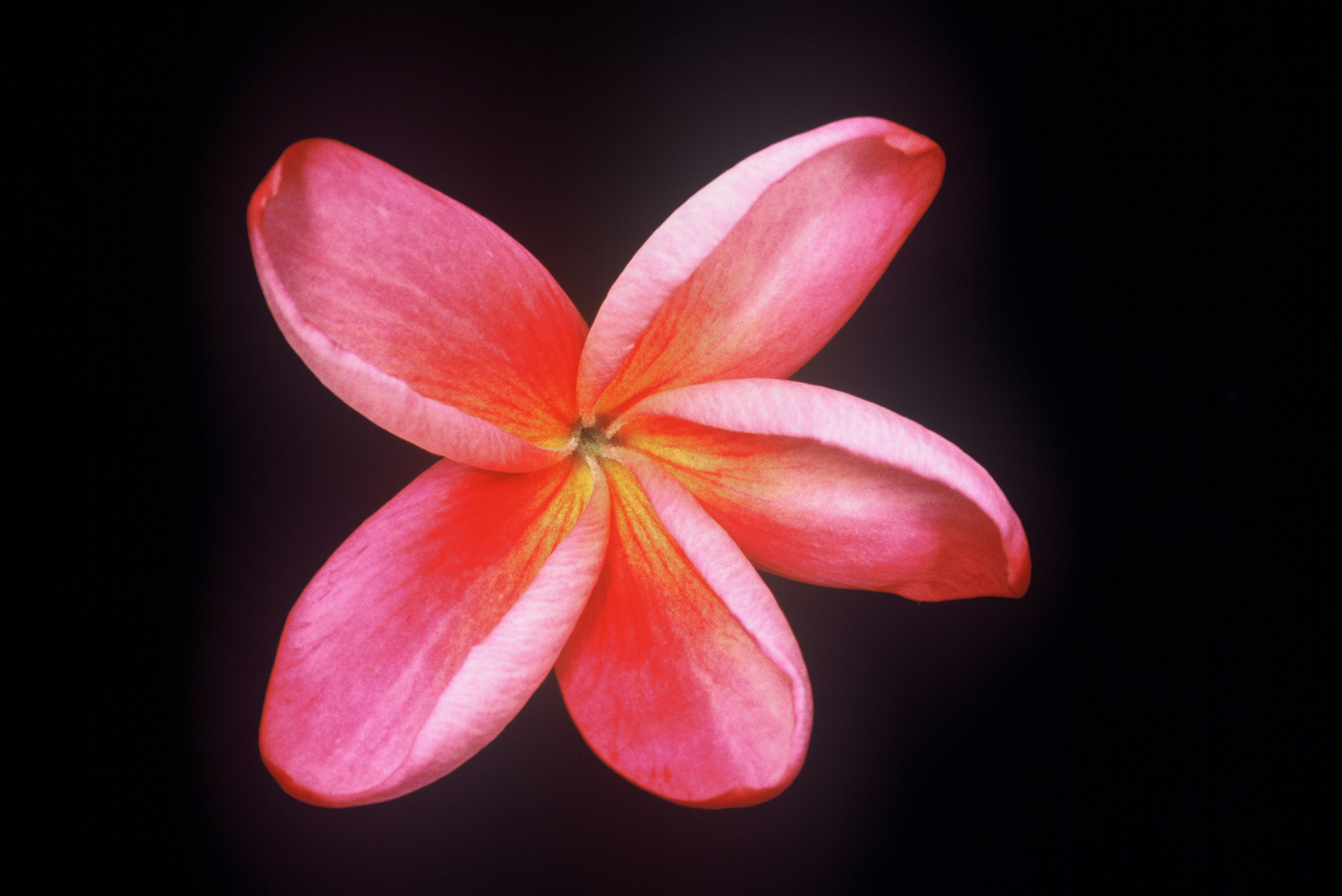 Reddish Moragne plumeria photo