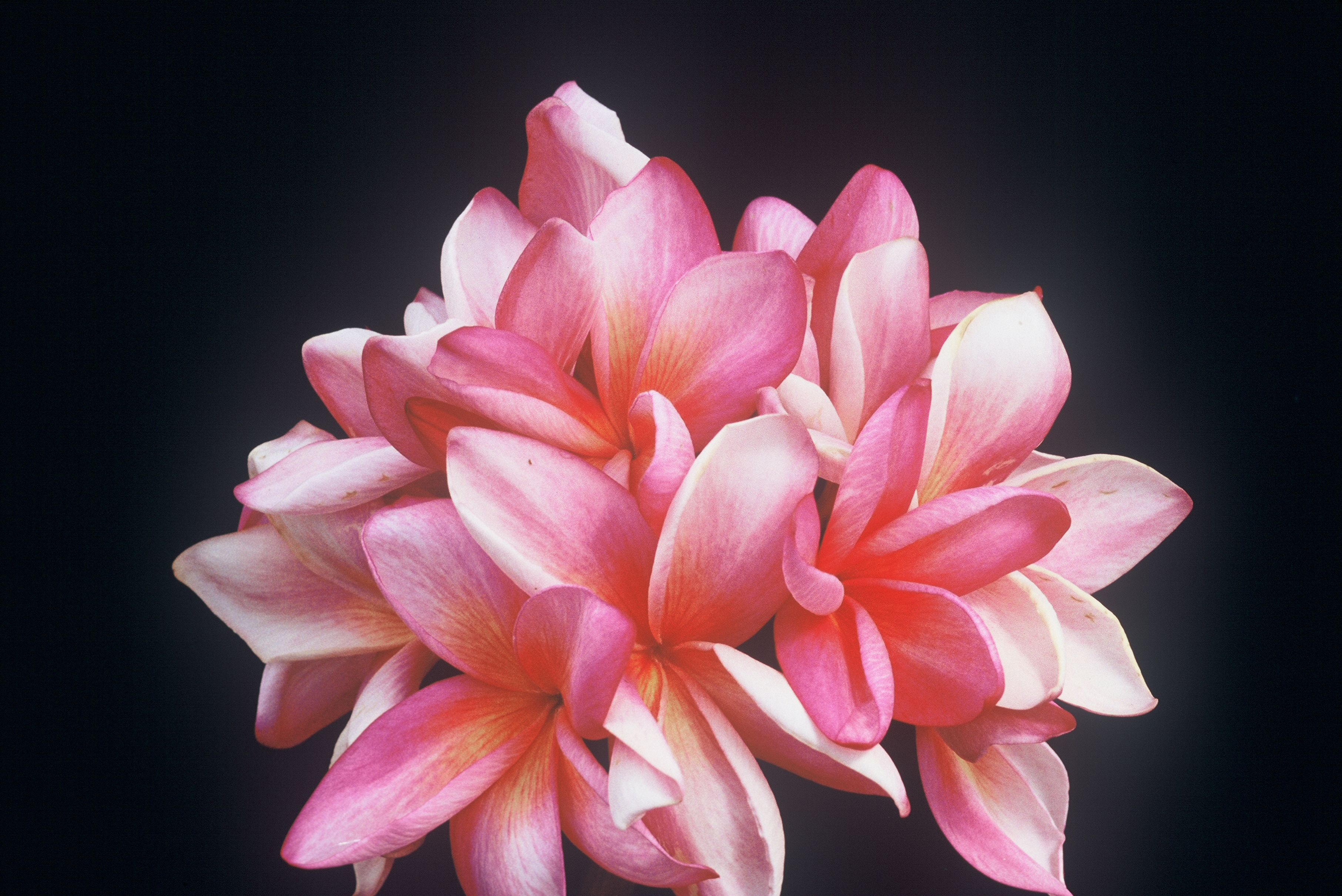 Reddish Moragne plumeria photo