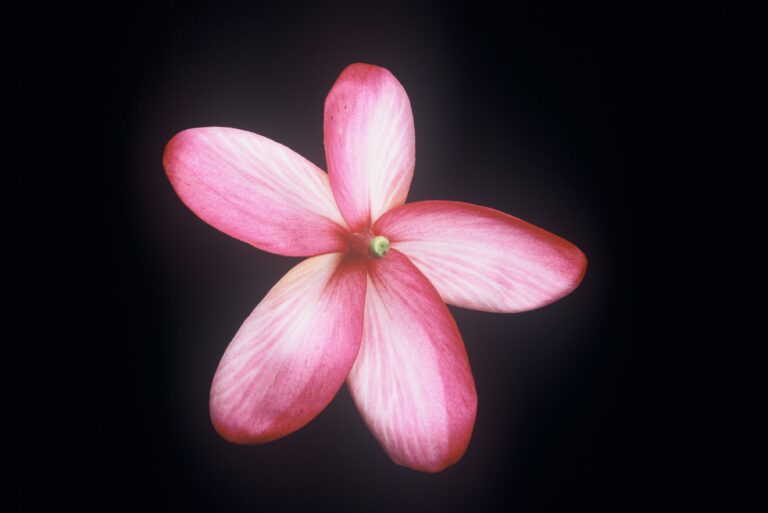 Reddish Moragne plumeria photo