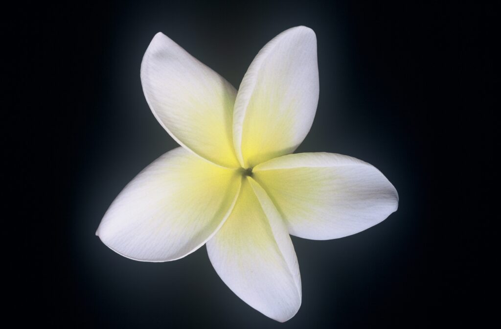 Moragne 27 plumeria photo