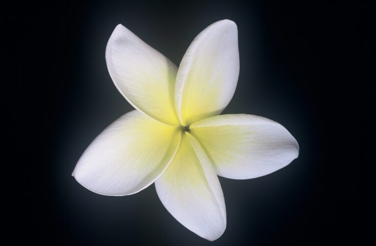 Moragne 27 plumeria photo