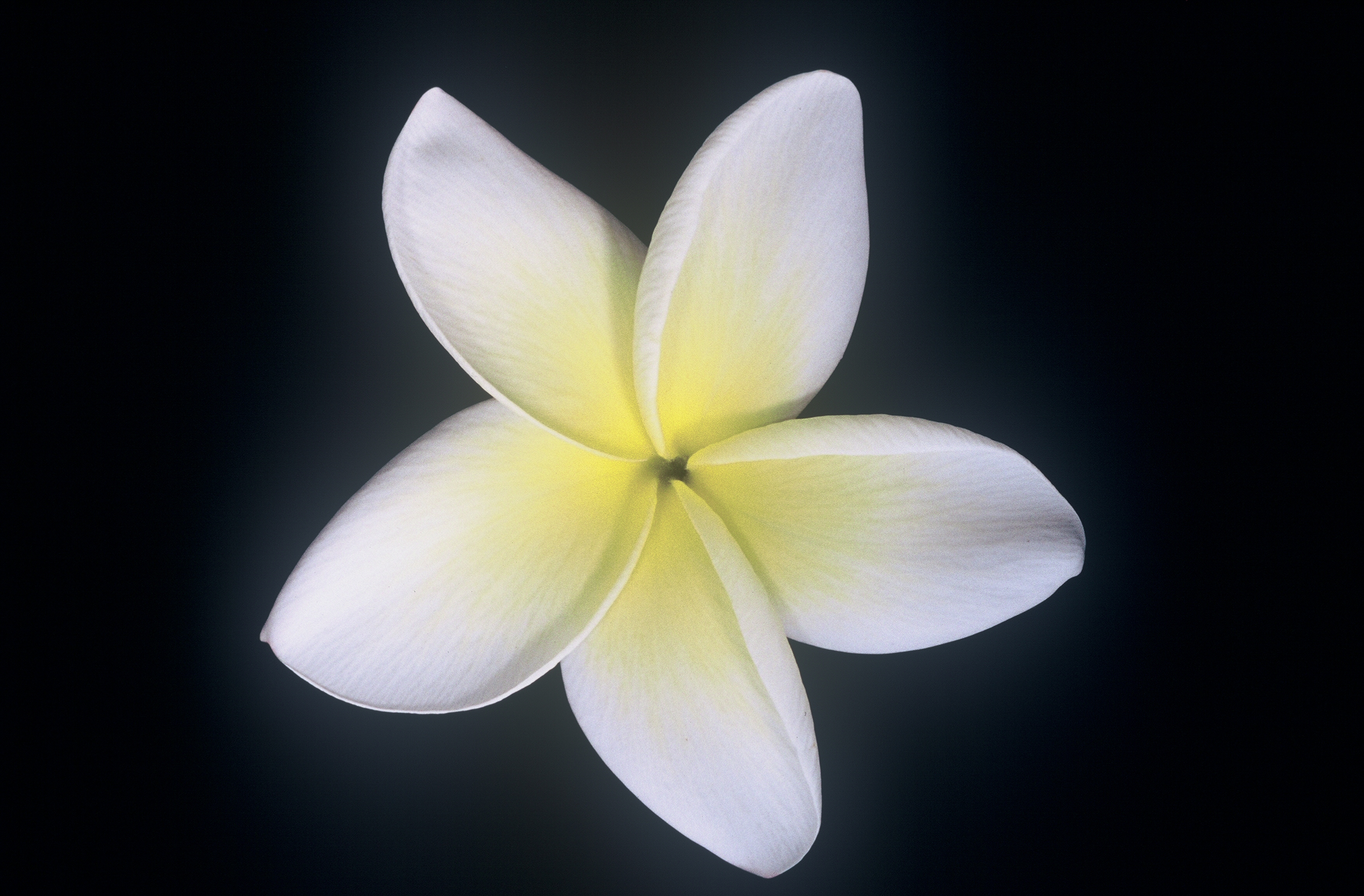 Moragne 27 plumeria photo