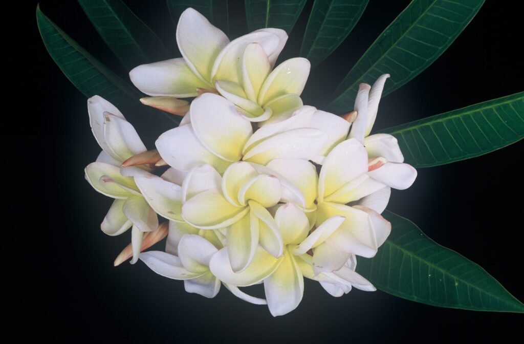 Moragne 27 plumeria photo
