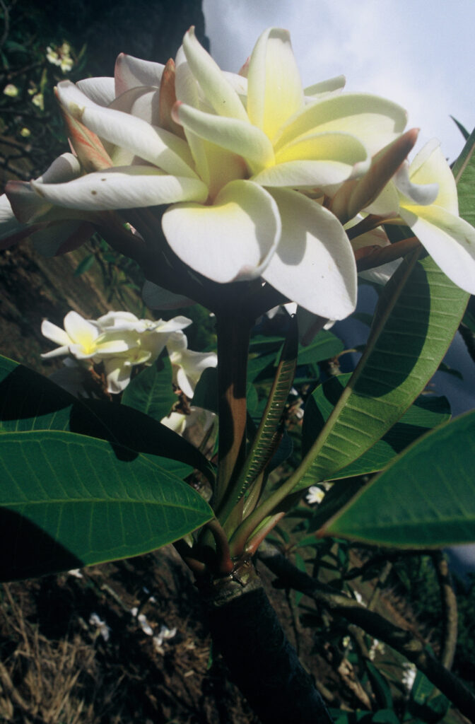 Moragne 27 plumeria photo