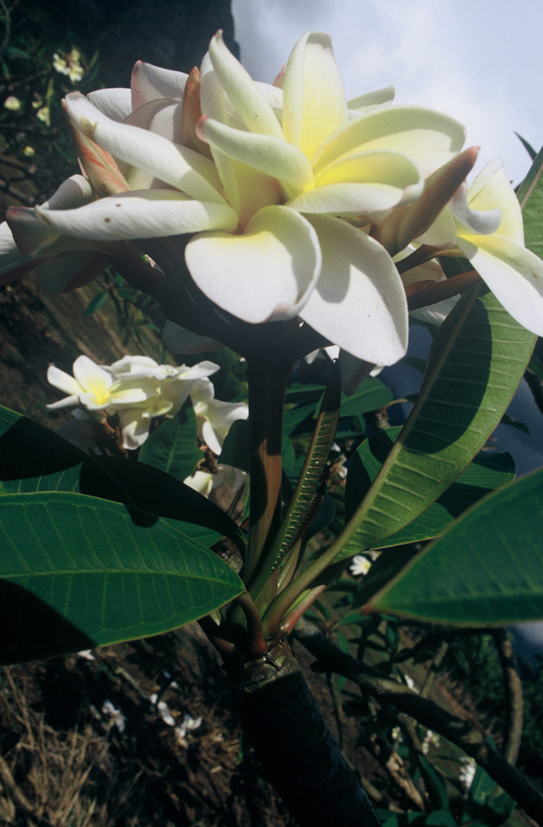 Moragne 27 plumeria photo