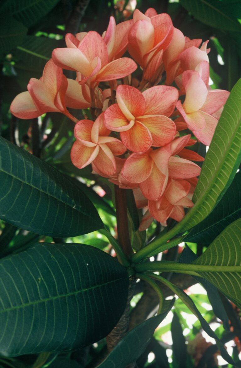 Not Sally plumeria photo