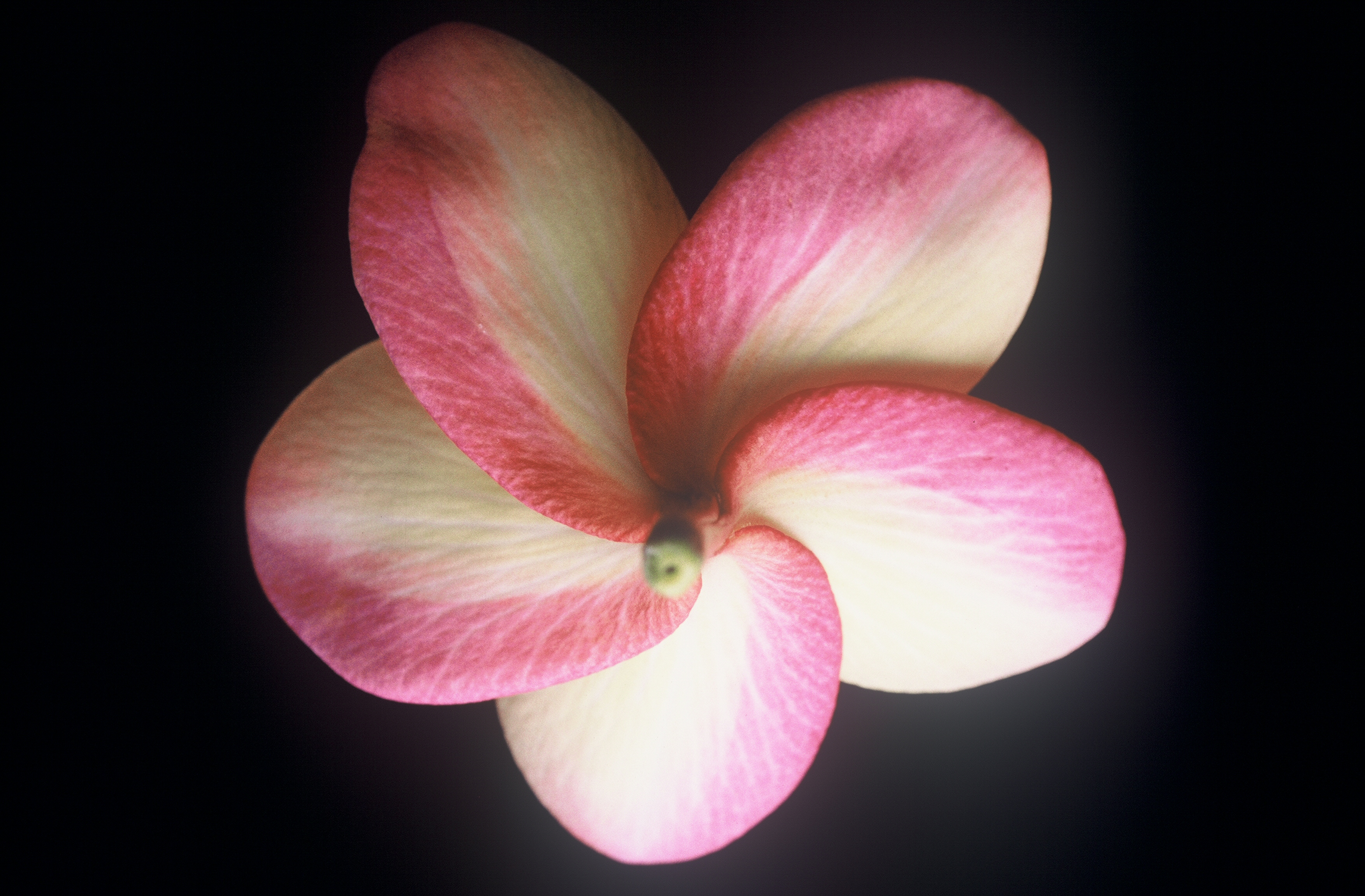 Not Sally plumeria photo
