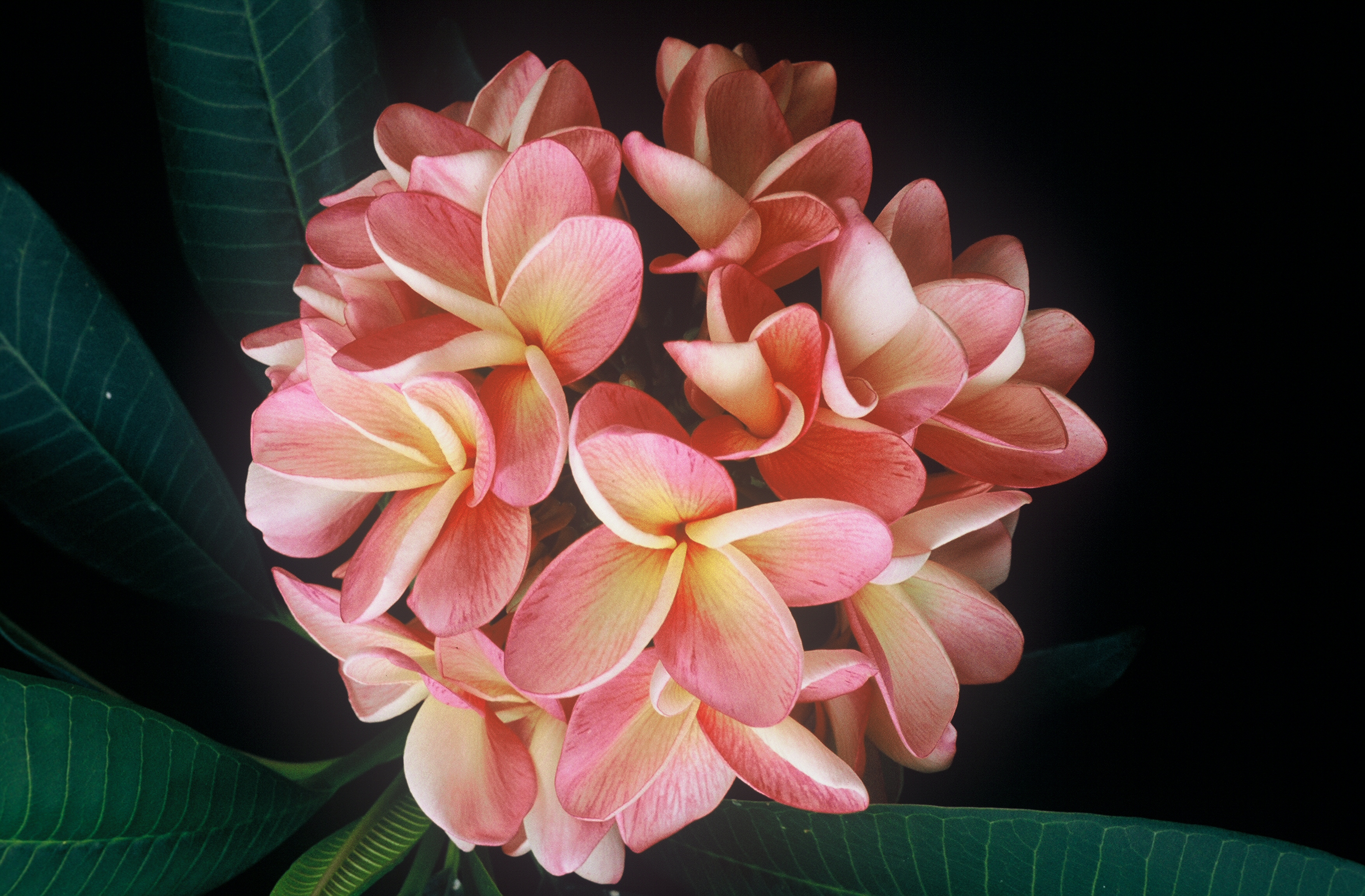 Not Sally plumeria photo