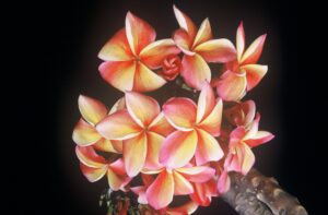 Lurline plumeria