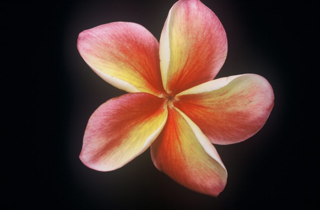 Lurline plumeria photo