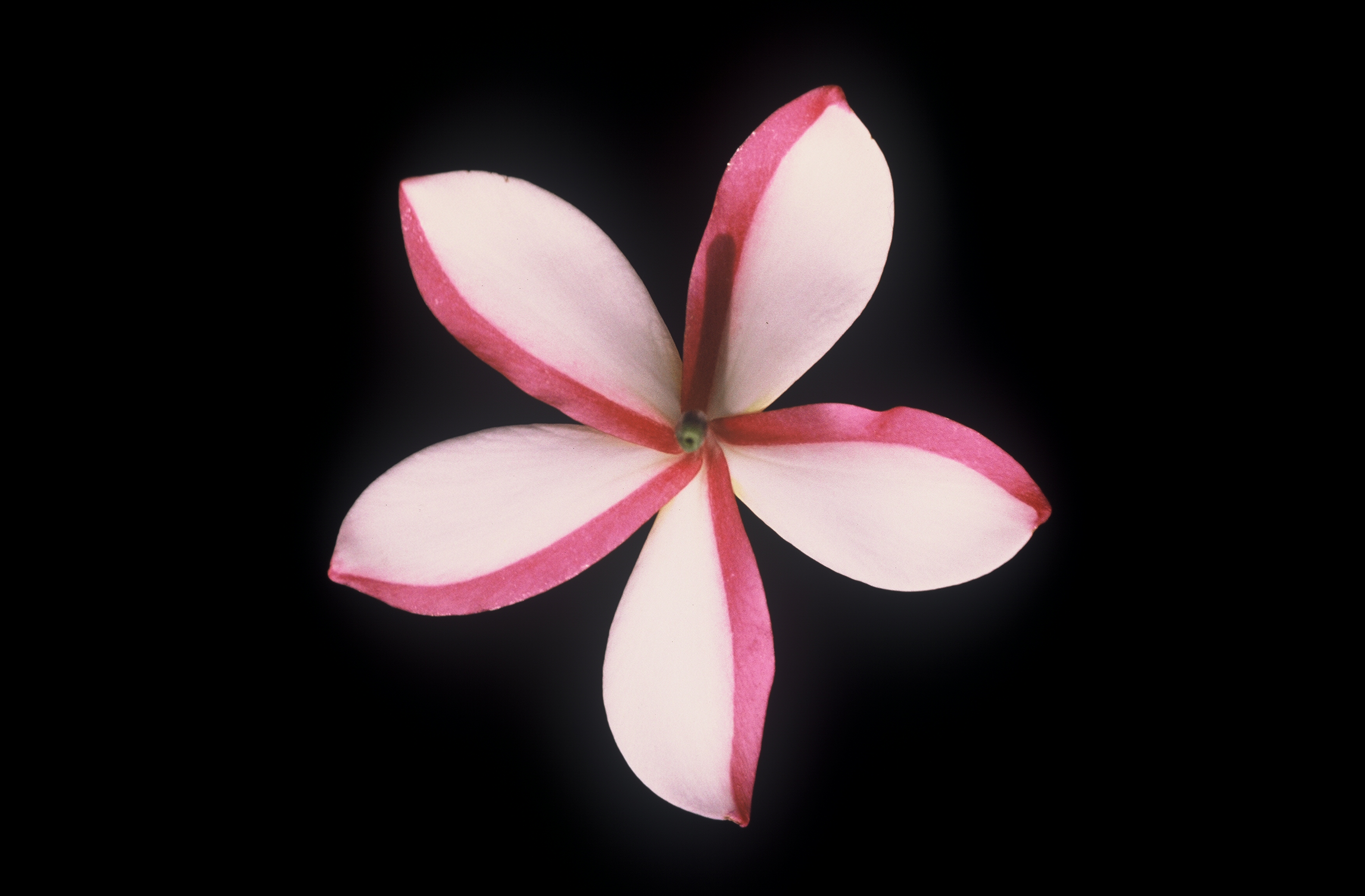 Unknown White plumeria photo